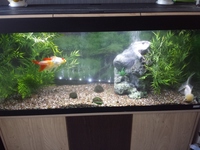 Fluval vicenza 240l tank with cabinet complete setup