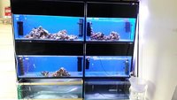 £200 Fish tank rack with tanks and 2 x T5 lights