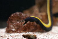 2 x black Ribbon eel (Rhinomuraena quaesita) £80
