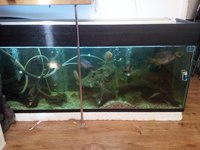 Large selection of Tropical fish equipment and Fish for Sale