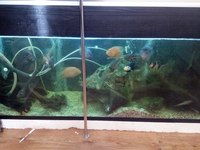 Large selection of Tropical fish equipment and Fish for Sale
