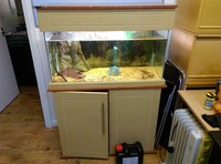 Large selection of Tropical fish equipment and Fish for Sale