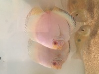 Discus for sale & 1 adult geophagus may swap.