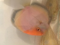 Discus for sale & 1 adult geophagus may swap.