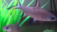 Free to a good home for two silver shark fish.