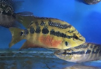 Salvini cichlids for sale. Delivery available