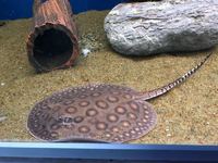 Fish livestock list updated 31/08/18 World of Water Crawley, West Sussex (APC delivery available)