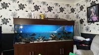 6ft fish tank ND plus 3 Ehiem 2080 filters
