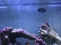 Midnight angel fish for sale or swap
