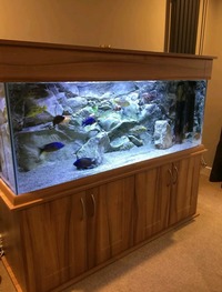 Complete Tanganyikan & Malawi Set-up