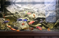 Complete Tanganyikan & Malawi Set-up