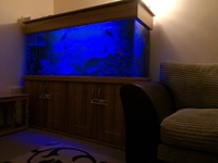 Complete Tanganyikan & Malawi Set-up