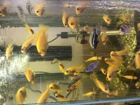 Malawi Cichlids for sale - Hornchurch, Essex