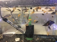 Malawi Cichlids for sale - Hornchurch, Essex