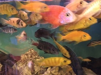 Malawi Cichlids for sale - Hornchurch, Essex