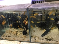 Malawi Cichlids for sale - Hornchurch, Essex