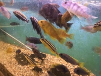 Malawi Cichlids for sale - Hornchurch, Essex