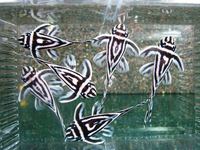 L46 hypancistrus zebra pleco fish