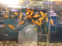 Cichlids