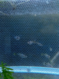 baby guppies for sale