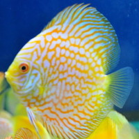 DISCUS FISH FOR SALE - QUALITY UK BRED - FULLY PET SHOP LICENCED ONE OF THE LARGEST UK SELECTIONS - FREE 5 PACKS OF MUSSEL MIX ON ORDERS £100 TO £150
