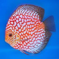 DISCUS FISH FOR SALE - QUALITY UK BRED - FULLY PET SHOP LICENCED ONE OF THE LARGEST UK SELECTIONS - FREE 5 PACKS OF MUSSEL MIX ON ORDERS £100 TO £150