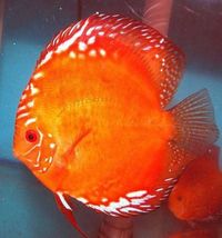 DISCUS FISH FOR SALE - QUALITY UK BRED - FULLY PET SHOP LICENCED ONE OF THE LARGEST UK SELECTIONS - FREE 5 PACKS OF MUSSEL MIX ON ORDERS £100 TO £150
