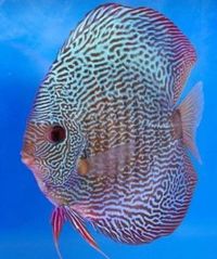 DISCUS FISH FOR SALE - QUALITY UK BRED - FULLY PET SHOP LICENCED ONE OF THE LARGEST UK SELECTIONS - FREE 5 PACKS OF MUSSEL MIX ON ORDERS £100 TO £150