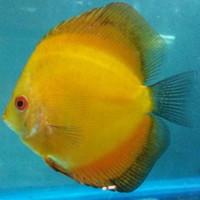 DISCUS FISH FOR SALE - QUALITY UK BRED - FULLY PET SHOP LICENCED ONE OF THE LARGEST UK SELECTIONS - FREE 5 PACKS OF MUSSEL MIX ON ORDERS £100 TO £150