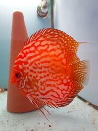 DISCUS FISH FOR SALE - QUALITY UK BRED - FULLY PET SHOP LICENCED ONE OF THE LARGEST UK SELECTIONS - FREE 5 PACKS OF MUSSEL MIX ON ORDERS £100 TO £150