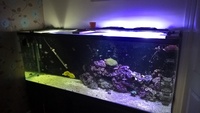 6ft Marine aquarium and Livestock
