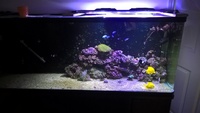 6ft Marine aquarium and Livestock