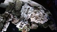 Live Rock and some corals bargain. £300.