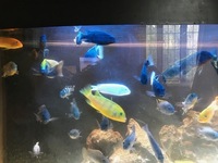 50 Assorted Lake Malawi Cichlids Haifax - £120