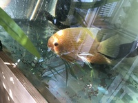 Red Spot Severums
