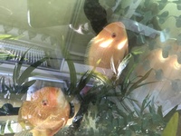 Red Spot Severums