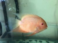 Red Spot Severums