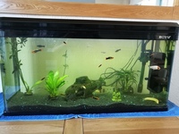 Coldwater and temperate fish for sale