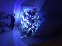 Rimless opti-white glass custom aquarium for sale. 50 gallon £120 ready to go