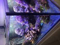 Rimless opti-white glass custom aquarium for sale. 50 gallon £120 ready to go
