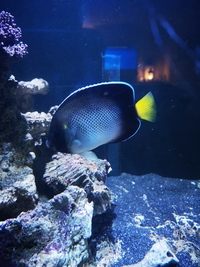 Cream Angelfish - marine - 5.5"
