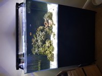 Aquaone Mini Reef 180 tank, fish and coral