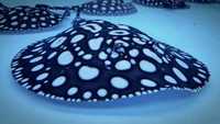Top Stingrays UK