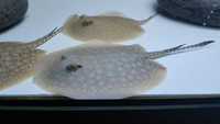 Top Stingrays UK