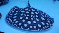 Top Stingrays UK