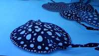 Top Stingrays UK