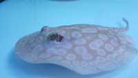 Top Stingrays UK