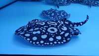 Top Stingrays UK