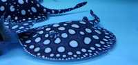 Top Stingrays UK