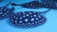 Top Stingrays UK